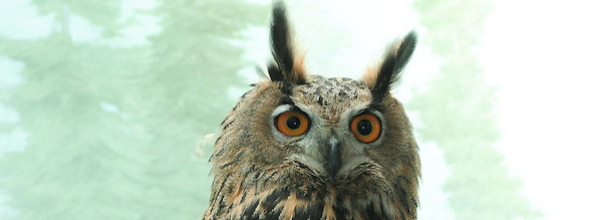 Following Flaco’s Autopsy, Beloved Bird is Honored with Calls for Change