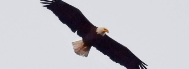 Rover, a Beloved Bald Eagle, Dies After Auto Accident