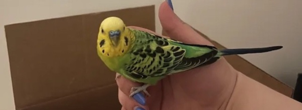 Is This Your Parakeet?
