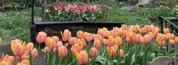 This Year’s Tulip Festival has Sprouted!