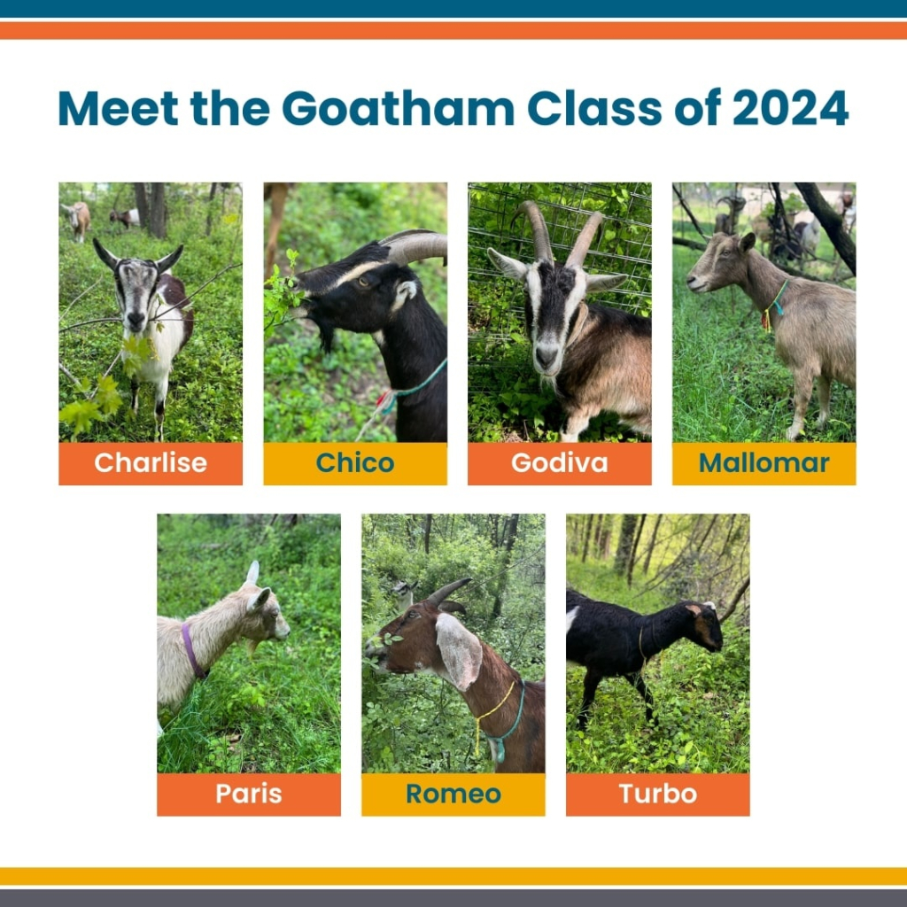 The Goats Are Interning at a New Location this Summer ...