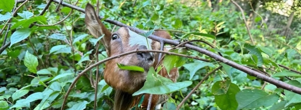 The Goats Are Interning at a New Location this Summer