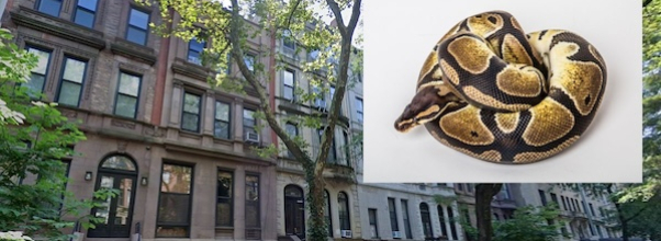 Giant Snake Found in Upper West Side Apartment