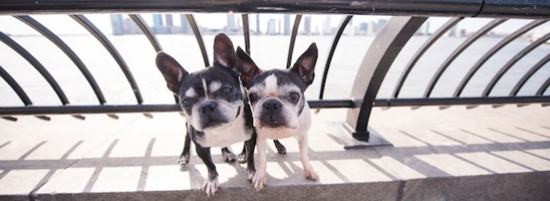 Treat Your Pup to a Magical Photoshoot with NYC Pet Photography