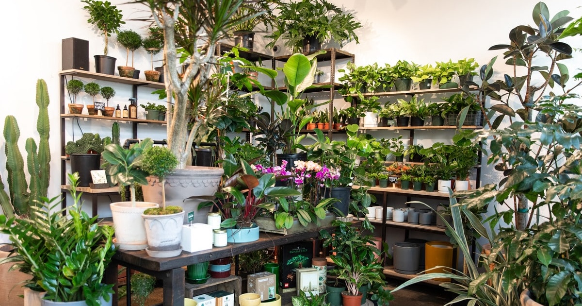 epsom salt for which plants Epsom Salt - Magnesium Sulphate for Better Plant Growth