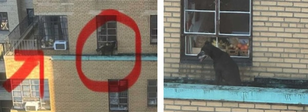 Dog Spotted on Building Ledge: Neighbor Sounds Alarm