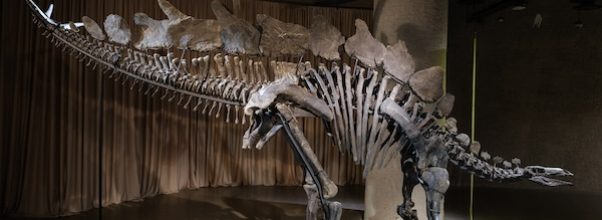 Giant New Dinosaur on Display at AMNH