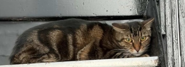 After a Neighbor’s Death, an Upper West Side Building United to Rescue His Cat