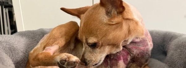 Penny the Chihuahua Released from Hospital After Vicious Attack