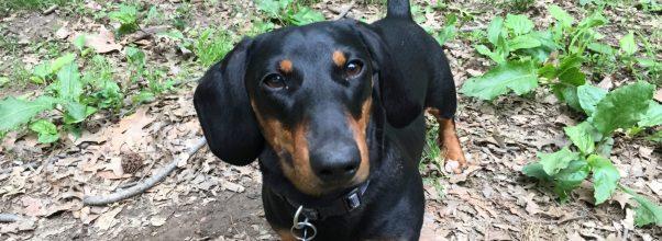 One Local Puppy’s Scary Experience in Riverside Park