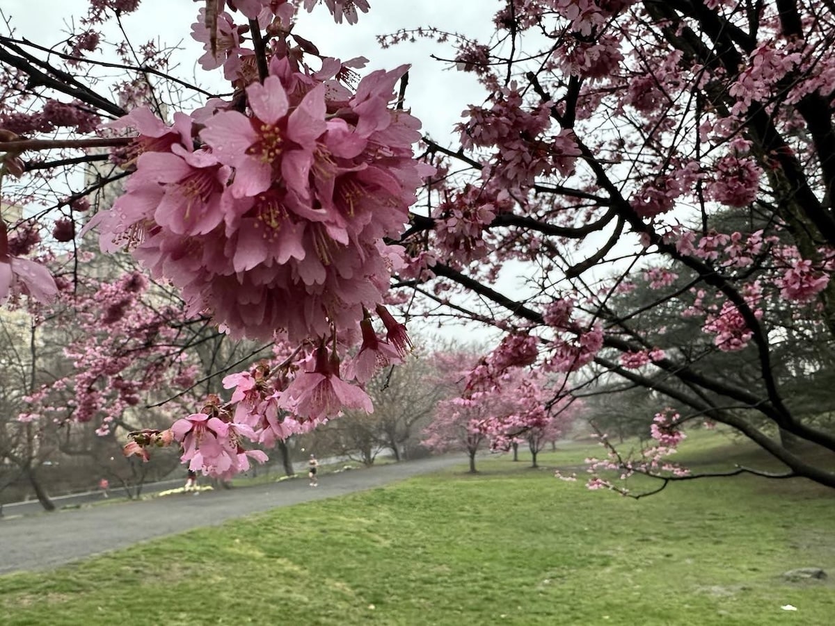 cherry blossoms central park 2025