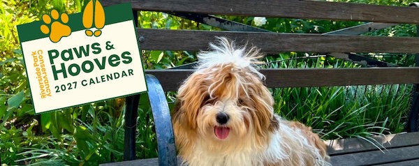Get Your Dog in This Calendar, as Long as They Don’t Mind Sharing the Page With a Goat