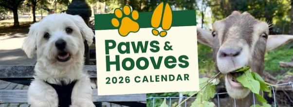 Get Your Dog Featured in this New Calendar, Assuming He or She is Cute Enough