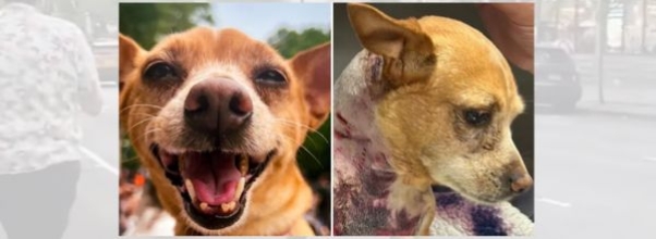 Caught on Camera: Community Rallies After Violent Dog Attack Leaves Chihuahua in ICU