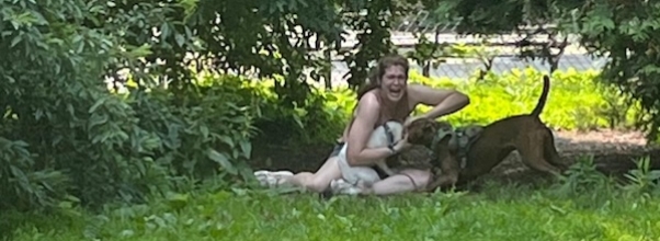 Another UWS Dog Mauled: Off-Leash Pit Bull Attacks Shih Tzu–Chihuahua Mix in Riverside Park Another UWS Dog Mauled: Off-Leash Pit Bull Attacks Shih Tzu–Chihuahua Mix in Riverside Park