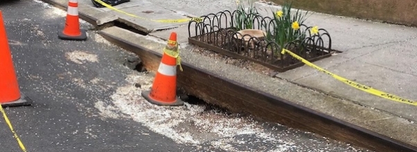 City Launches New Rat-Fighting Teams to Target Infestation in Tree Beds